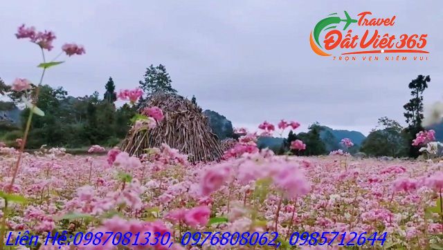ha-giang-livestreame-truc-tiep-quang-ba-mua-hoa-tam-giac-mach-3 (1) (fileminimizer)_result