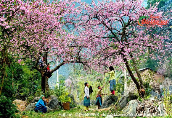 tour du lịch mộc châu 2 ngày 1 đêm