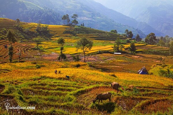 tour du lịch y tý giá rẻ