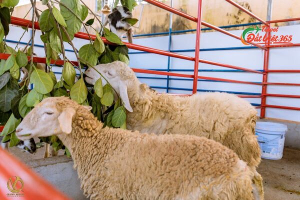 Tour Du Lịch Glory Resort 1 Ngày Teambuilding