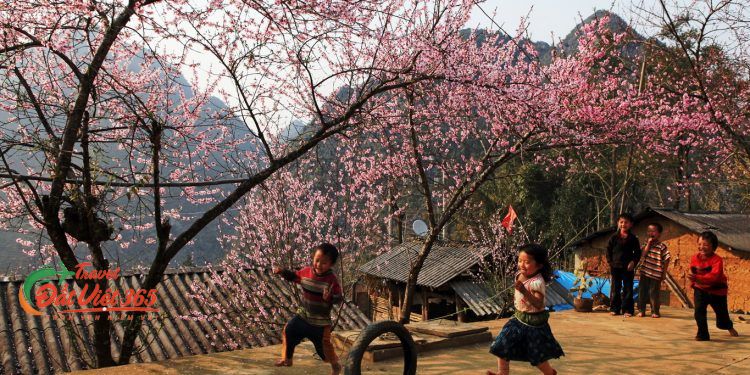 Tour du lịch Mộc Châu 2N1Đ tết 2024 giá rẻ
