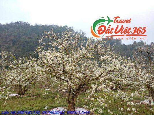 Tour Du Lịch Tây Bắc 4 Ngày 3 Đêm từ Vũng Tàu