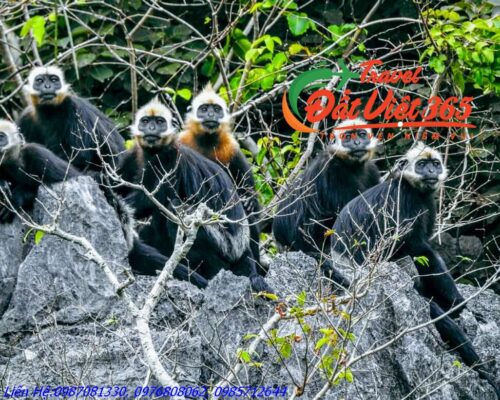 Du lịch Cát Bà Vịnh Lan Hạ 3 ngày từ Hà Giang