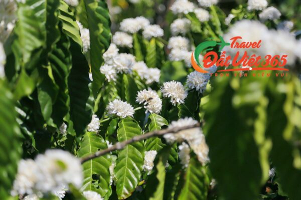 Tour du lịch Tây Nguyên 5N4Đ từ Hà Nội/ tp.HCM