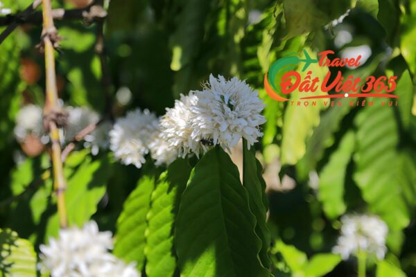 Tour Tây Nguyên 4 ngày 3 đêm từ Hà Nội/ tp.HCM