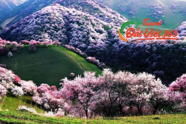 Tour Du lịch Tân Cương 10N9Đ từ TP.HCM