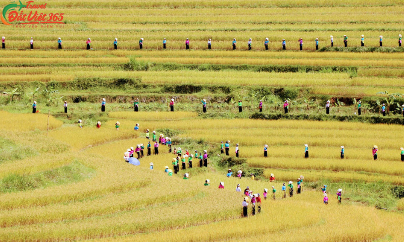 Tour du lịch Mù Cang Chải