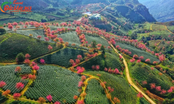 Đồi chè Ô Long – Góc Nhật Bản giữa lòng Sapa