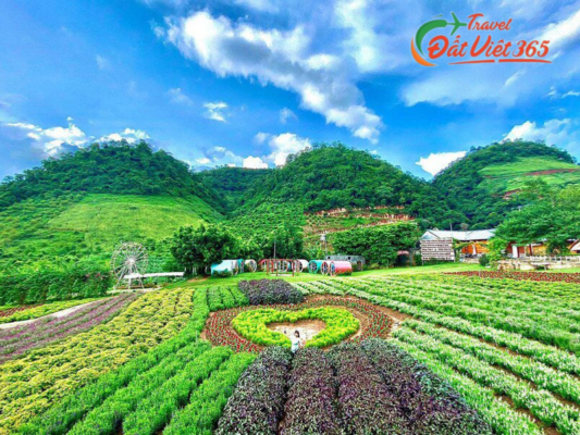 Tour du lịch Mộc Châu