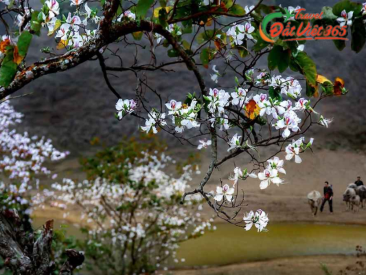 Tour du lịch Mộc Châu
